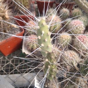 Maihueniopsis camanchoi WK1099 -пагони-