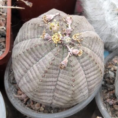 Euphorbia obesa -Panarotto- 5cm-