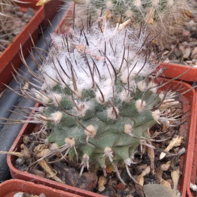 Turbinicarpus hybride- cube-6cm- багаторічна мініатюра-
