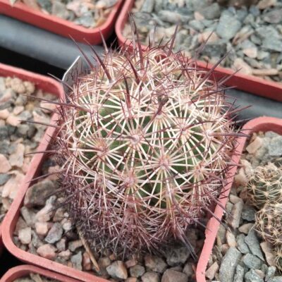 Coryphantha palmeri SB1080 -cube-5cm-