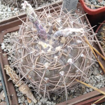 Gymnocalycium spec. VG411 -(aff borthii)- Nogoli, SL, 850m- сube-7cm-