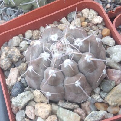 Gymnocalycium prochazkianum -cube-7cm-