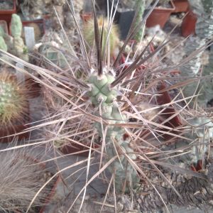 Tephrocactus  paediophyllus - гілка у два верхніх пагони -
