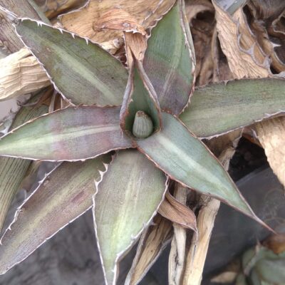 Agave lophantha v. splendida - пагін-