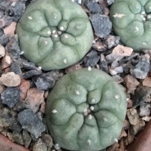 Lophophora jourdaniana -сіянці-