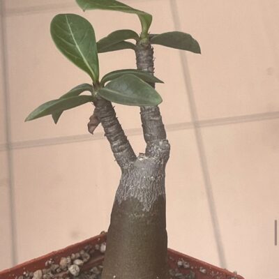 adenium arabicum desert night fork