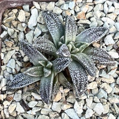 nananthus margaritifera