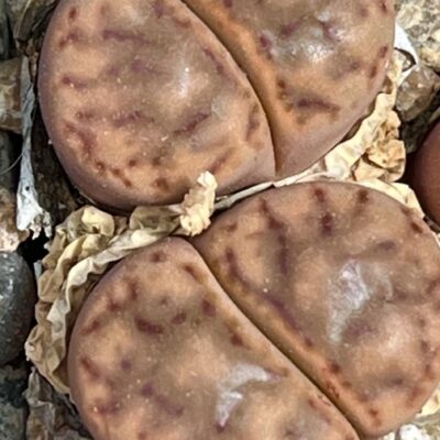 lithops bromfieldii c40