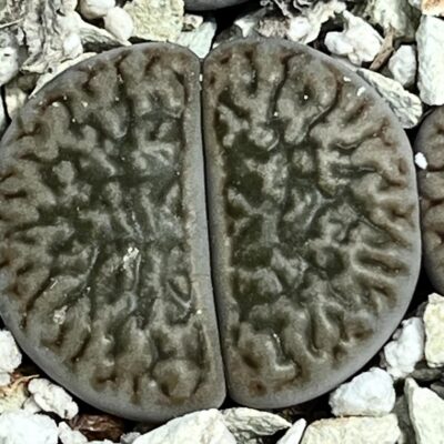 1616.34 MG lithops hookeri dabneri C 301
