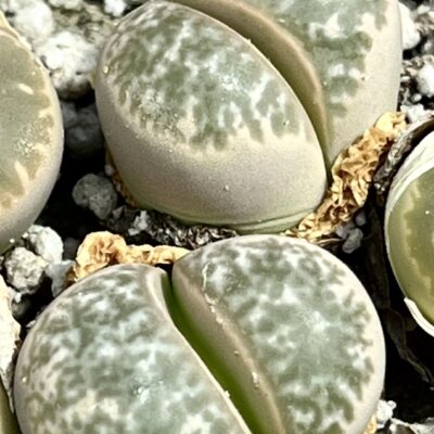 lithops helmutii