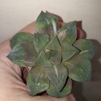 Haworthia Mutica Hybrid Variegated