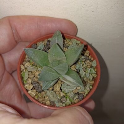 Haworthia Mutica Hybrid Variegated