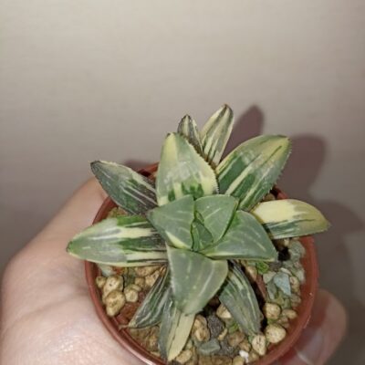 Haworthia Heidelbergensis Variegated