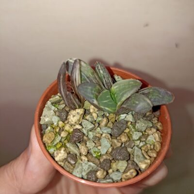 Haworthia Heidelbergensis Variegated