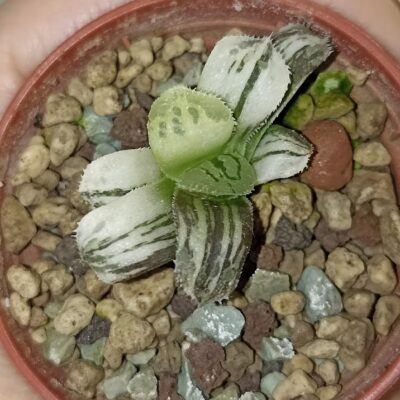 Haworthia Shiba Toshi Variegated