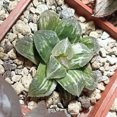 Haworthia Shiba Toshi Variegated