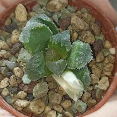 Haworthia Shiba Toshi Variegated