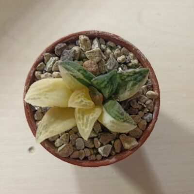 Haworthia Pygmaea Tiger Variegated