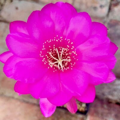 1 - Echinopsis hybrids - Fentesi -