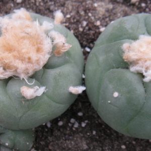 Lophophora diffusa v swobodae JJH0010296 насіння