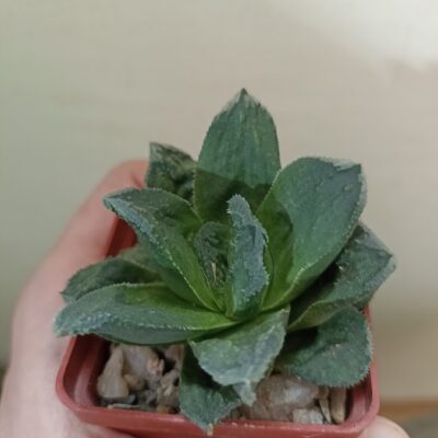 Haworthia Truncata Hybr