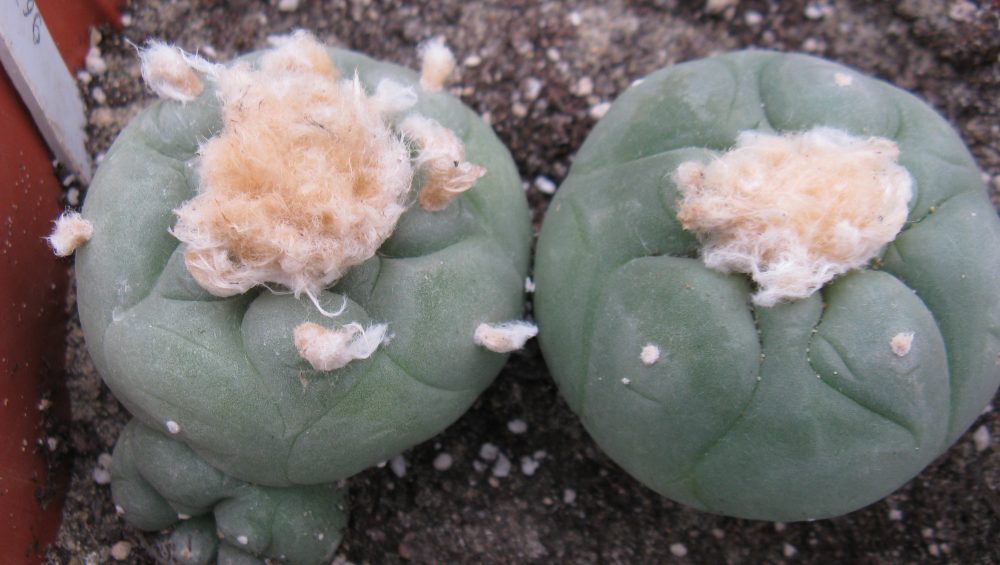 Lophophora diffusa v swobodae JJH0010296 насіння