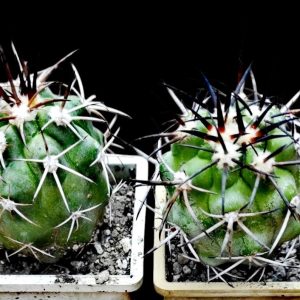 Copiapoa coquimbana