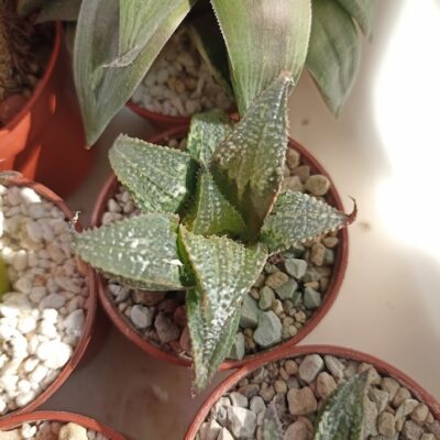 Haworthia Badia Yuzuki