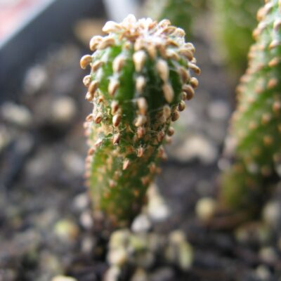 Geohintonia mexicana LH441