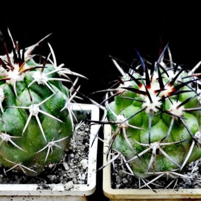Copiapoa coquimbana