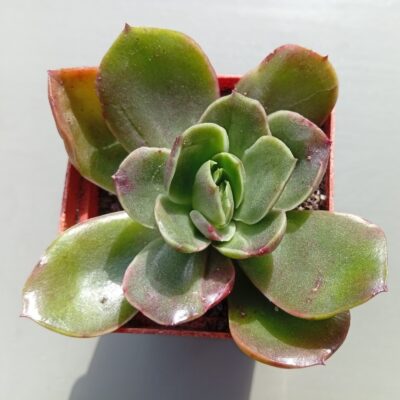 Echeveria Eldorado ( hybr Ermak Olga)