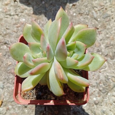 Echeveria Flowers Song