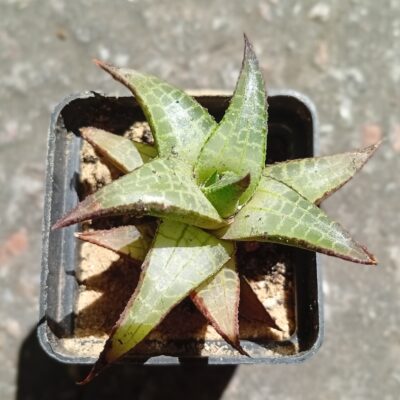 Haworthia tessalata v englery
