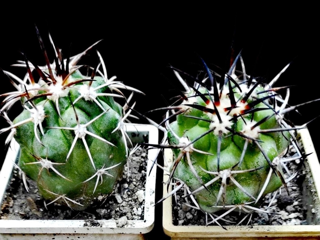 Copiapoa coquimbana