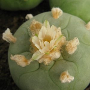 Lophophora lutea насіння