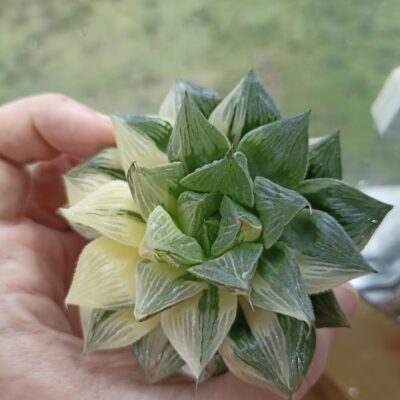 Haworthia Sansenjou Yellow Variegated