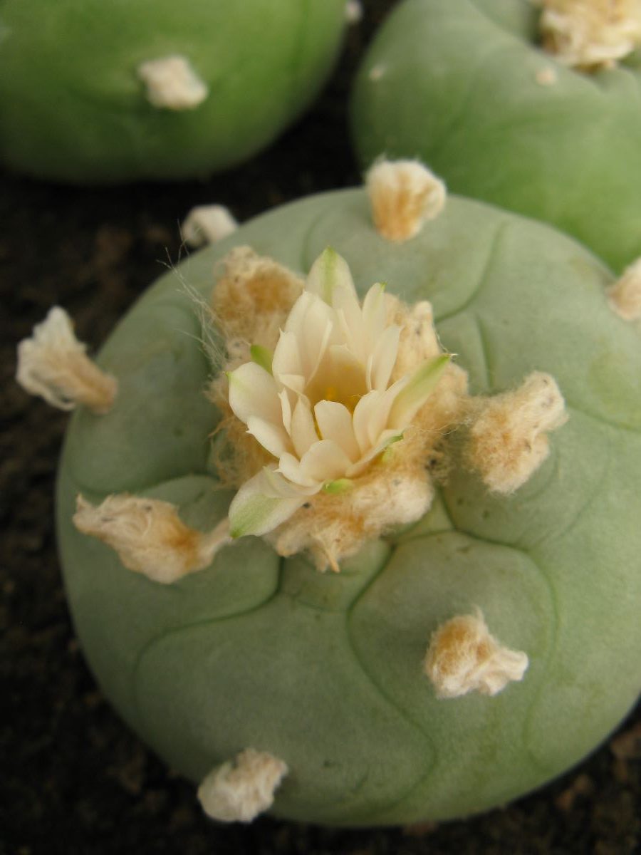 Lophophora lutea насіння