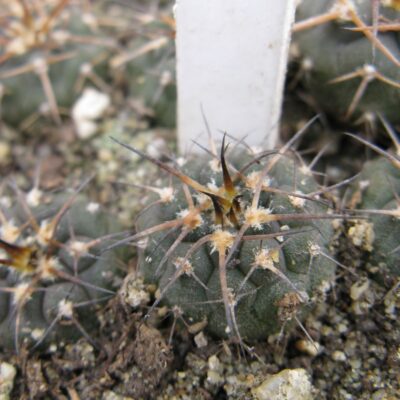 Gymnocalycium spegazzinii v major JO825.02