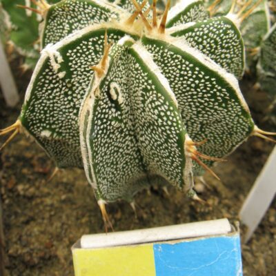 Astrophytum ornatum cv Fuckuruy #3