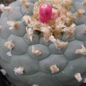Lophophora fricii f giganthea KS198  насіння