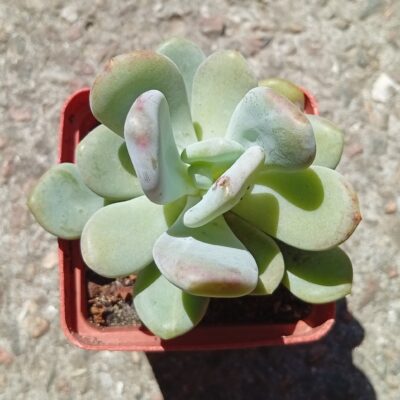 Graptoveria Sinderella