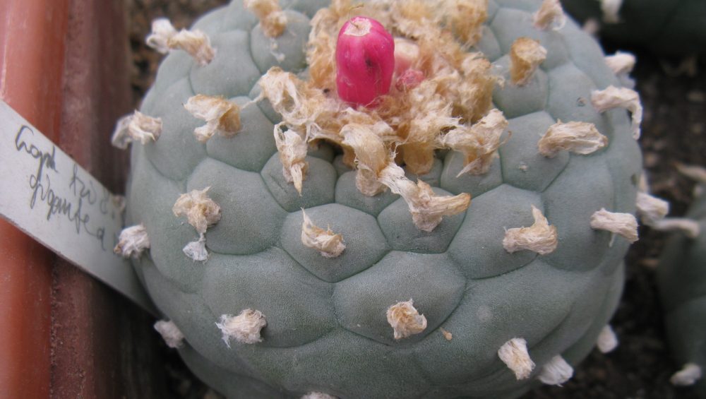 Lophophora fricii f giganthea KS198  насіння