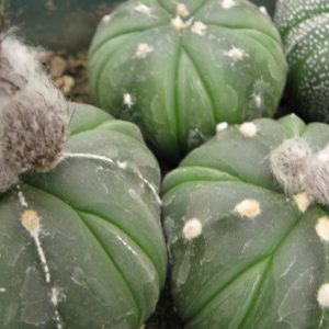 Astrophytum asterias cv Fuckuruy насіння