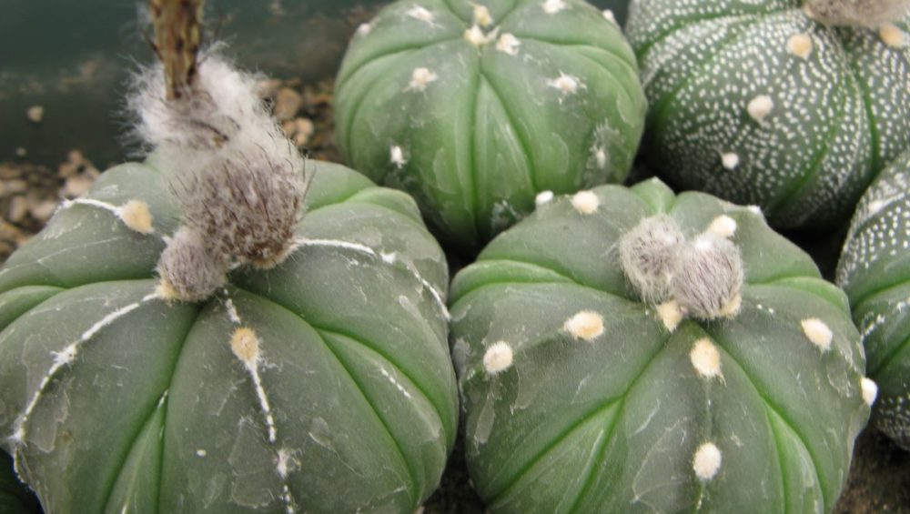 Astrophytum asterias cv Fuckuruy насіння