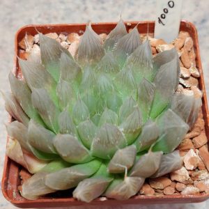 1000 Haworthia cooperi v.philiphera