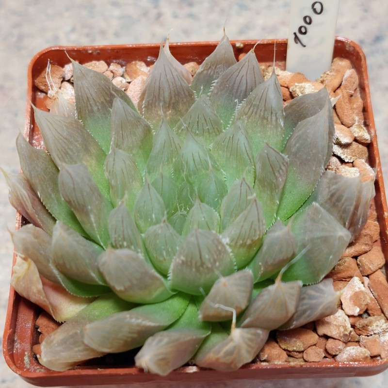 1000 Haworthia cooperi v.philiphera