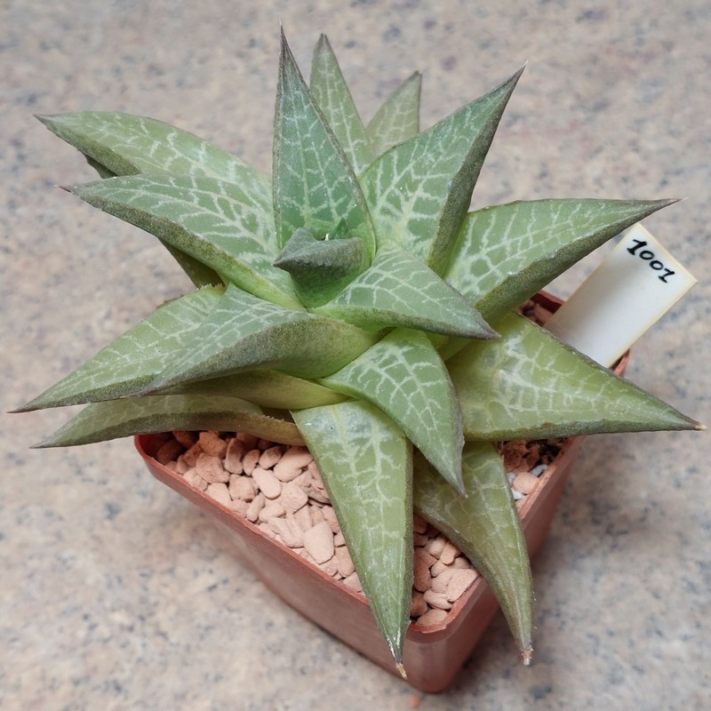 1001 Haworthia tesselata