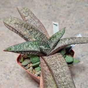 1002 Gasteria hybrid