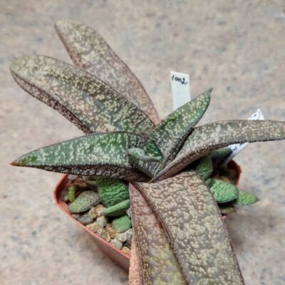 1002 Gasteria hybrid