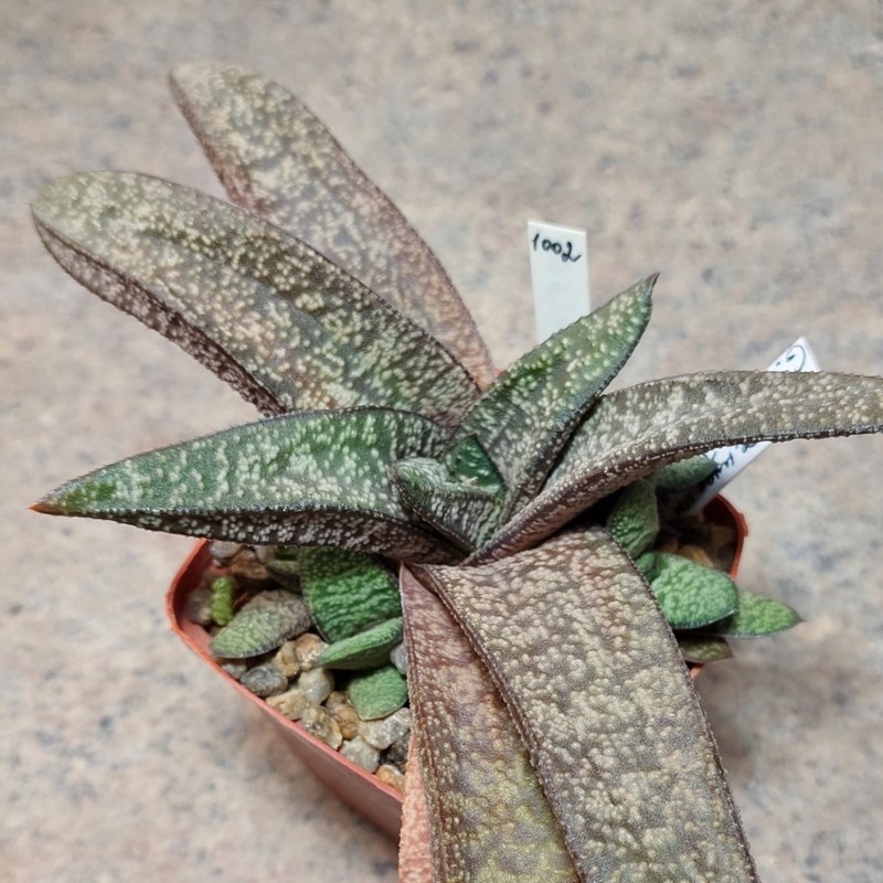 1002 Gasteria hybrid
